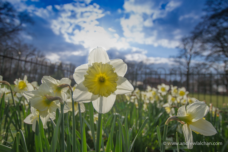 Cassiobury Park Daffodils